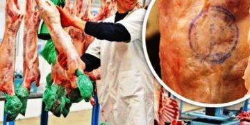 De unde se poate cumpăra carne de miel controlată sanitar veterinar, sigură pentru consum