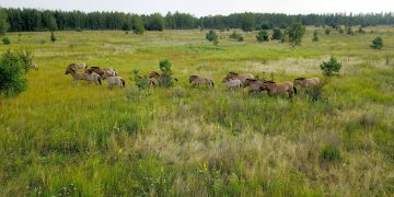 „O oportunitate unică de a conserva biodiversitatea”. Zona radioactivă de la Cernobîl, prosperă pentru o specie de cai sălbatici