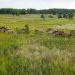 „O oportunitate unică de a conserva biodiversitatea”. Zona radioactivă de la Cernobîl, prosperă pentru o specie de cai sălbatici