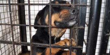 Tot ce trebuie să ştim despre protejarea animalelor