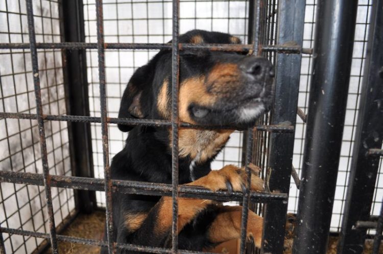 Tot ce trebuie să ştim despre protejarea animalelor