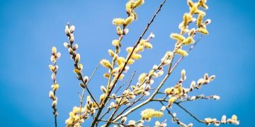 Cum va fi vremea în Maramureş de Florii