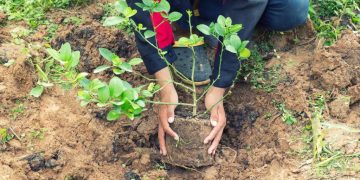 „Contează ce respiri!”, amplă acțiune de împădurire, organizată de „Rotary Club” Baia Mare