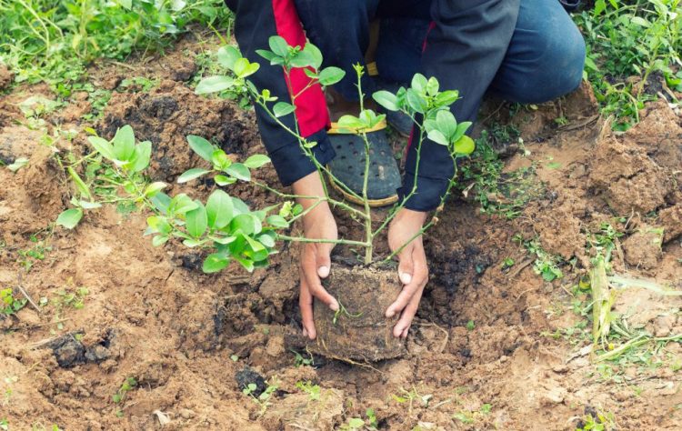 „Contează ce respiri!”, amplă acțiune de împădurire, organizată de „Rotary Club” Baia Mare