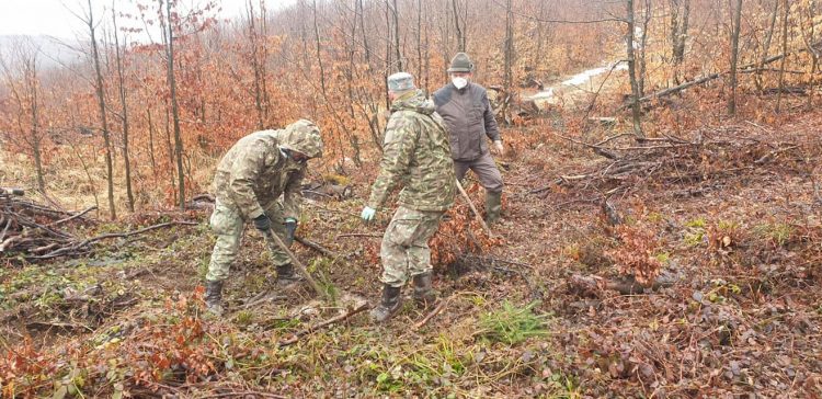 Arbori plantaţi în Strâmbu Băiuţ de militarii Batalionului 612 Artilerie Antitanc Maramureş