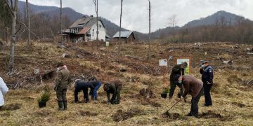 Acţiune de împădurire într-o zonă din Pasul Gutâi
