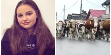 Ce spune fiica fermierului din Şomcuta Mare care a protestat în faţa primăriei împreună cu cireada de vaci