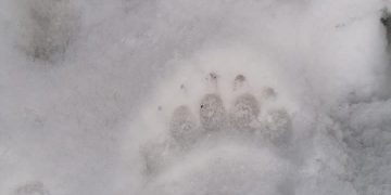 Urșii dau târcoale în Maramureș. Urme de animale pe un cunoscut traseu turistic!