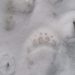 Urșii dau târcoale în Maramureș. Urme de animale pe un cunoscut traseu turistic!