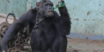 Dependent de alcool și țigări, cimpanzeul Tarzan a fost eliberat după 25 de ani