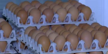 Peste 260 de mii de ouă contaminate cu Salmonella, descoperite de ANSVSA