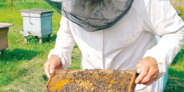 Veşti bune pentru apicultori. APIA primește cereri de intenție pentru accesarea Programul Naţional Apicol (PNA)