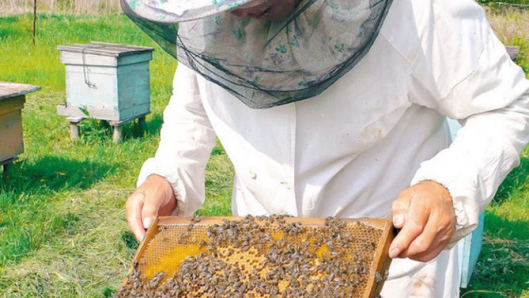 Veşti bune pentru apicultori. APIA primește cereri de intenție pentru accesarea Programul Naţional Apicol (PNA)