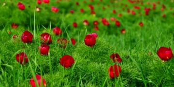 15 mai, Ziua bujorului românesc
