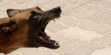 Băimăreancă atacată de un câine nesupravegheat