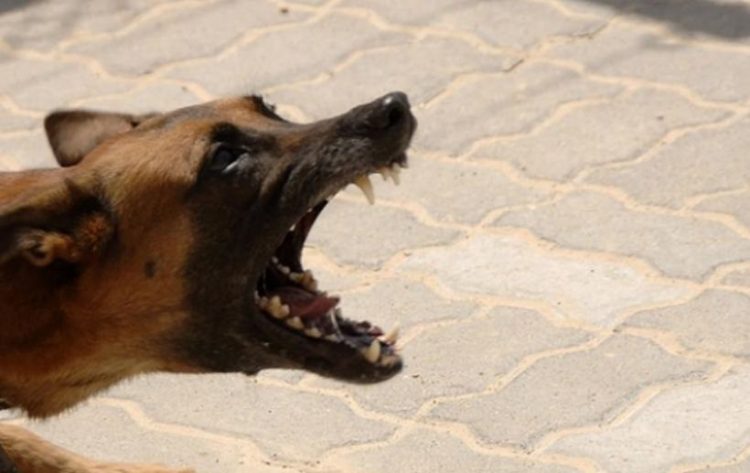 Băimăreancă atacată de un câine nesupravegheat