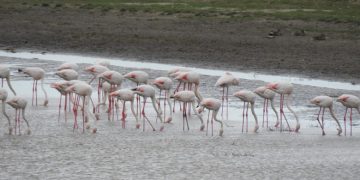 Peste 100 de păsări flamingo au fost observate în Delta Dunării