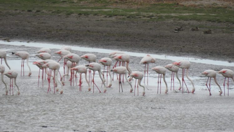 Peste 100 de păsări flamingo au fost observate în Delta Dunării