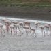 Peste 100 de păsări flamingo au fost observate în Delta Dunării