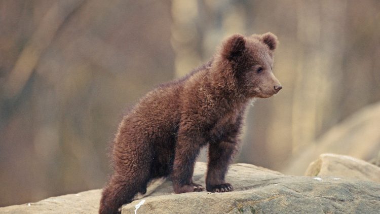 Un pui de urs a fost găsit lângă Borşa, a primit îngrijiri de la medicul veterinar