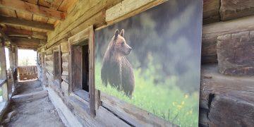 Expoziție foto inedită cu fauna din județ la Muzeul Maramureșului din Sighetu Marmației