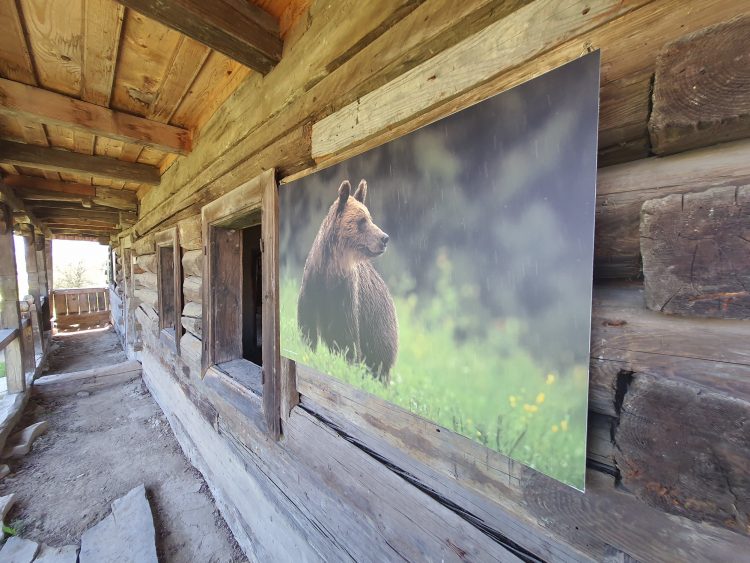 Expoziție foto inedită cu fauna din județ la Muzeul Maramureșului din Sighetu Marmației