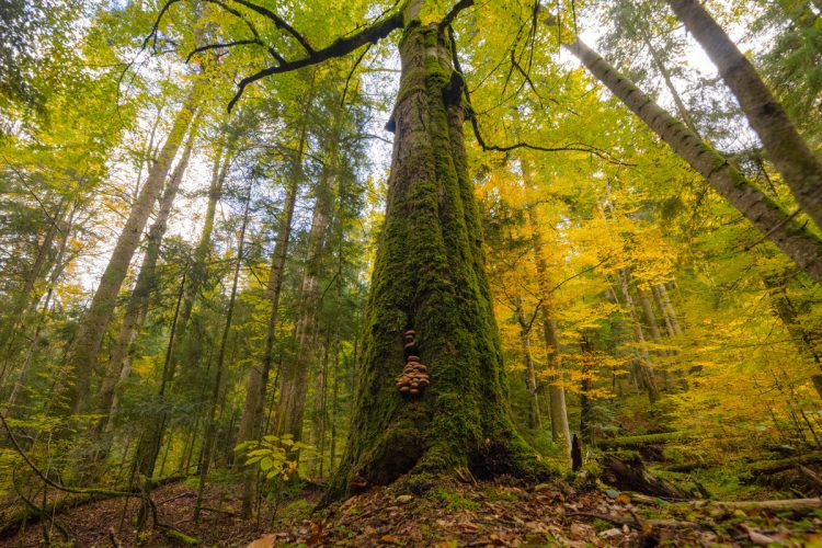 Codrii seculari din Băiuț, aurul verde al României