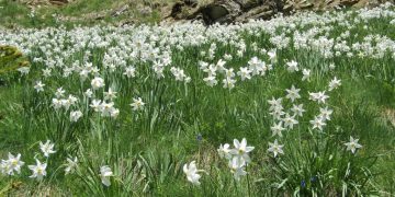 Marcarea traseului tematic Poiana cu narcise din Masivul Saca – Rezervația Biosferei Munții Rodnei