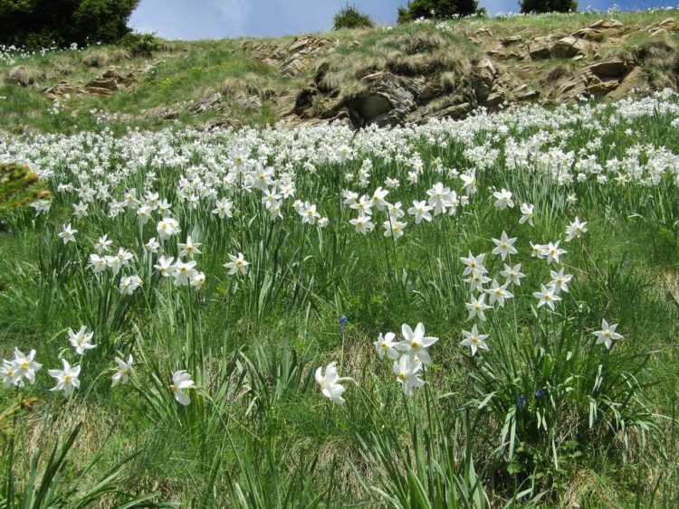 Marcarea traseului tematic Poiana cu narcise din Masivul Saca – Rezervația Biosferei Munții Rodnei