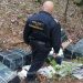 Urmărire în trafic a contrabandiştilor şi 22.000 pachete țigări descoperite la frontiera de nord