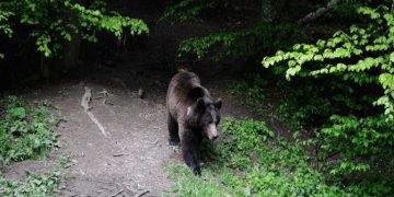 Recomandările jandarmilor maramureşeni pentru a evita atacurile urşilor