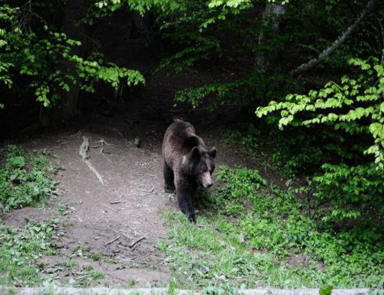 Recomandările jandarmilor maramureşeni pentru a evita atacurile urşilor