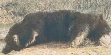 Dosar penal deschis după uciderea ursului Arthur. Procurorii fac cercetări pentru braconaj și uz nelegal de armă