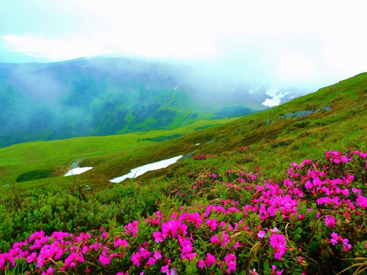 A înflorit bujorul de munte în Munții Rodnei