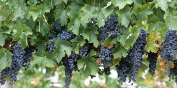 APIA anunţă o nouă formă de sprijin acordată producătorilor din sectorul viniviticol