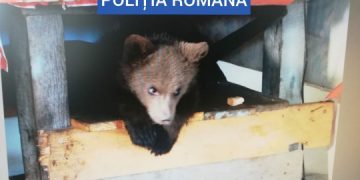 BORȘA: PERCHEZIȚII – MASCAȚII CAUTĂ PUI DE URȘI ȚINUȚI CAPTIVI