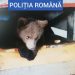 BORȘA: PERCHEZIȚII – MASCAȚII CAUTĂ PUI DE URȘI ȚINUȚI CAPTIVI