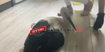 MISIUNE EMOŢIONANTĂ LA SEINI: O BARZĂ CU ARIPA FRACTURATĂ, SALVATĂ DE POLIŢIŞTI