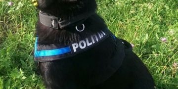 Patru hoţi prinşi de câinele de urmă Teba. Au furat mai multe bunuri din Hideaga și Colțirea