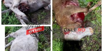 Atacuri fără precedent la Repedea. Urşii au data iama în gospodăriile oamenilor