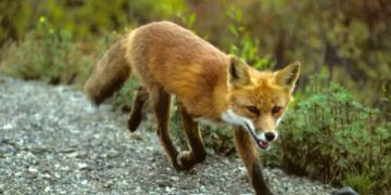 Atenţie la muşcătura de vulpe! Animalele sălbatice, purtătoare ale virusului turbării