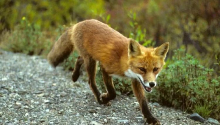 Atenţie la muşcătura de vulpe! Animalele sălbatice, purtătoare ale virusului turbării
