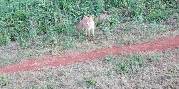 Vulpi în zona terenului de atletism din Baia Mare – foto