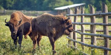 Mai mulţi zimbri vor fi eliberaţi în pădurile României