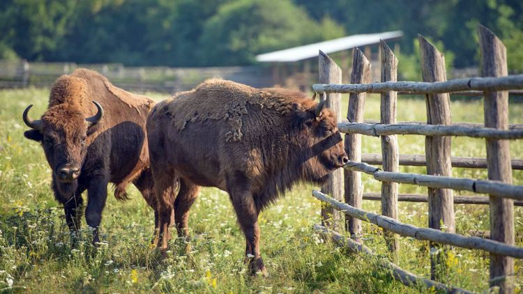 Mai mulţi zimbri vor fi eliberaţi în pădurile României