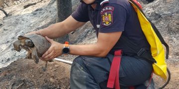 O broască țestoasă a fost salvată de pompieri români în Grecia