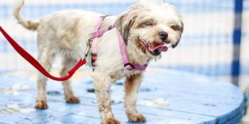 10 CĂȚEI DIN RASA METIS AU FOST FURAȚI DINTR-UN ADĂPOST DE ANIMALE DIN BAIA MARE