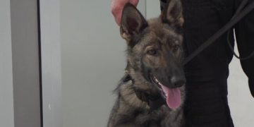 Primul pacient din România care a fost depistat cu COVID-19 cu ajutorul unui câine poliţist