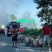 Incendiu la Țicău. Un camion plin cu porci la un pas să ardă de vii – VIDEO