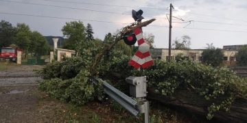 Copac prăbușit pe calea ferată, între Iclod și Bonțida